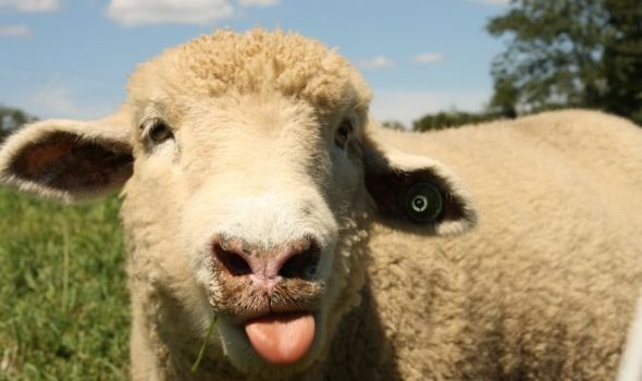 Ovce napravile haos nakon konzumacije marihuane