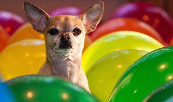 Pas protiv vodenih balona