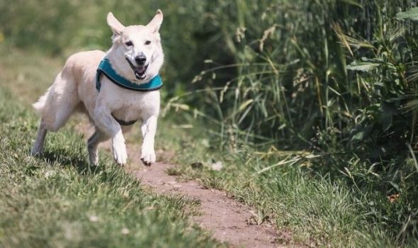 Kažnjavanje vlasnika čiji psi šetaju bez opreme
