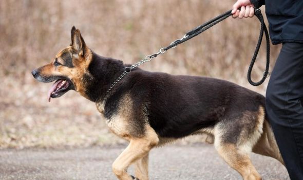 Kragujevčanin i Podgoričanin ukrali pse vredne 150 000 evra