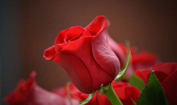 Zašto se baš crvene ruže poklanjaju za Dan zaljubljenih? Simbolika seže sve do Afrodite