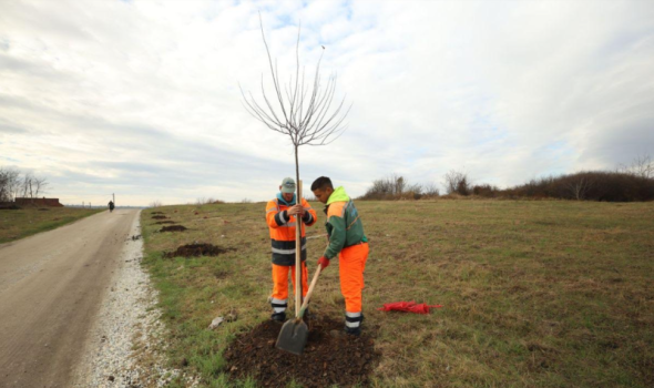 Deset stabala crvenolisne šljive Inženjerska komora Srbije donirala gradu Kragujevcu