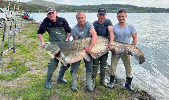 Kragujevački ribolovac upecao na Gružanskom jezeru SOMA dugog više od dva metra: “Vađenje u čamac trajalo skoro čitav sat” (FOTO)