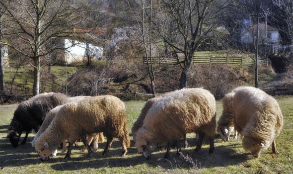 Seju strah: VUKOVI kod Kragujevca iskaču pred ljude, dave ovce, napadaju čak i danju!