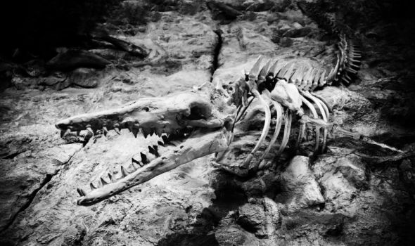 Naučnici otkrili prvi potpuni fosil „zmaja“ starog 240 miliona godina