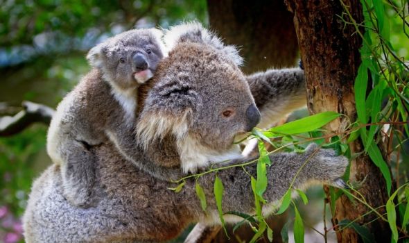 Koala i kriminal: Neočekivani igrač u forenzičkim istragama