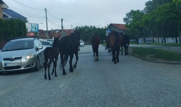 Konji PONOVO izašli sa hipodroma, pa šetali Bagremarom