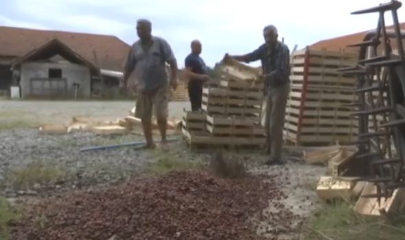 Kragujevački voćar bacio pet tona neprodatih trešanja