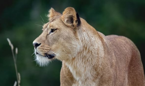 Životinje se više plaše ljudskih glasova, nego od rike lavova