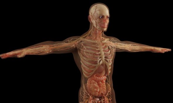 Tajne koje skriva ljudsko telo: Oči, bakterije i neobična moć jetre