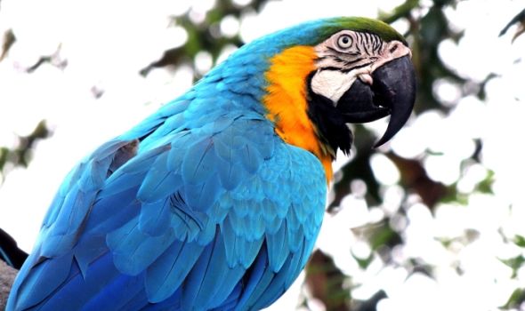 Kad papagaj postane detektiv: Svedočio o ubistvu i poslao dvoje na robiju