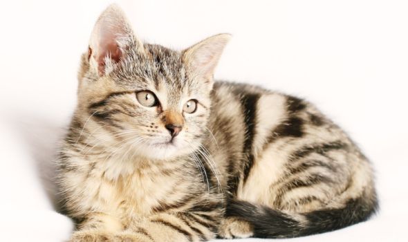Da li mačke zaista imaju devet života?