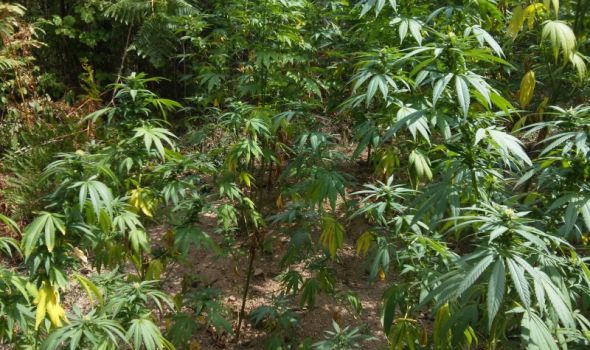 Geografija u službi uzgajanja marihuane: Uhapšen Kragujevčanin, zaplenjena droga