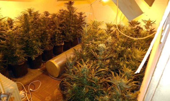 "Pao" Kragujevčanin: Otkrivena potpuno opremljena laboratorija za uzgoj marihuane (FOTO)