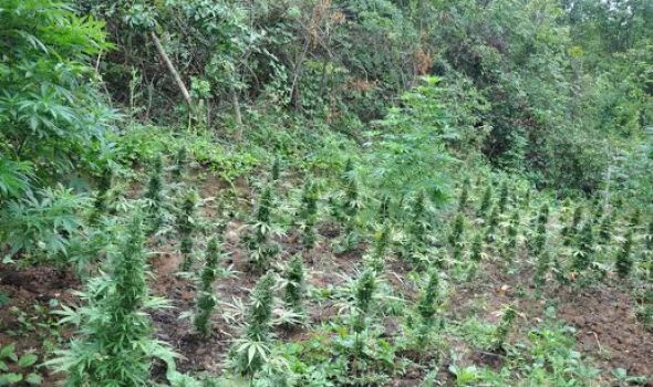 Zasad marihuane u selu kod Kragujevca: Zaplenjeno 6,5 kilograma, uhapšeni uzgajivači