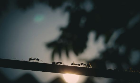 Kako se zaštiti od invazije mrava