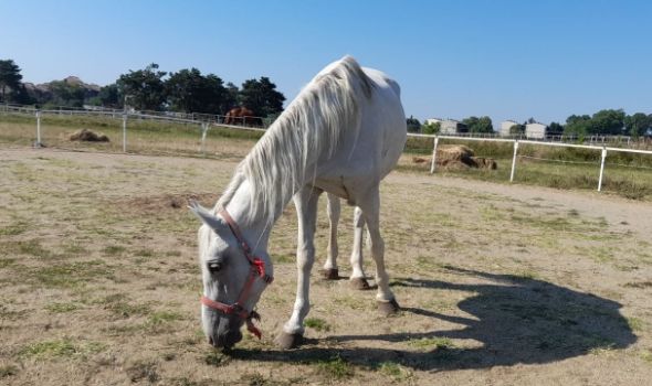OPORAVILA SE Kanisa, povređena kobila zbog koje je nastala bura u javnosti (FOTO)