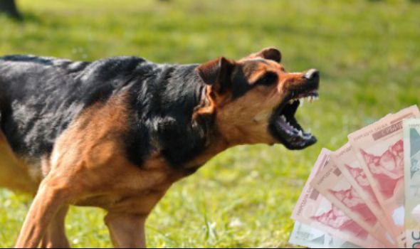U slučaju ujeda psa ili mačke lutalice odšteta do 80.000 dinara