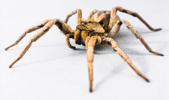 Evakuisana prodavnica zbog pauka čiji ujed može izazvati višesatnu erekciju