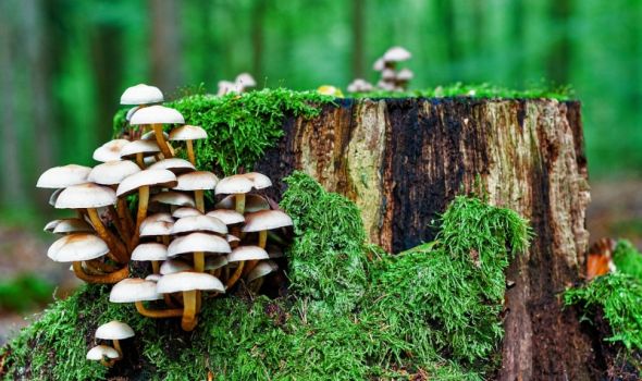Bukovača: Gljiva koja osvaja ne samo tanjire već i ekosisteme