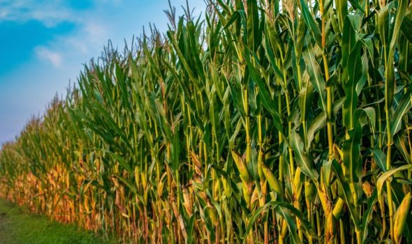 Neverovatno otkriće: Amerikanac pronašao milione u kukuruzu (VIDEO)
