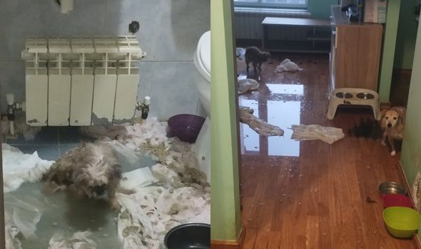 Poplava otkrila UŽAS: Držala pse bez nadzora, voda i izmet po celom stanu (FOTO)