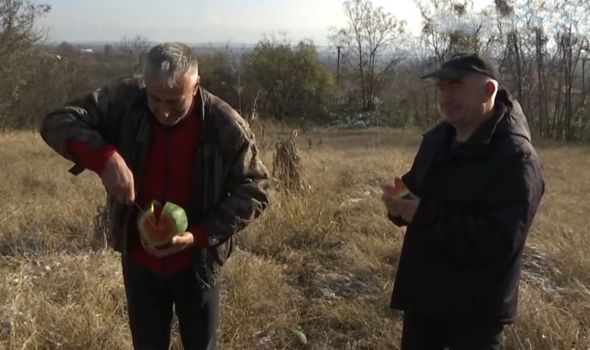 Ristići iz Drače uživaju u decembarskim lubenicama sa svoje njive - Evo koliko koštaju u marketima