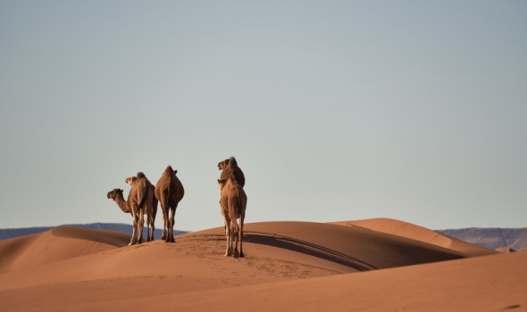 Sahara – Kraljica pustinja