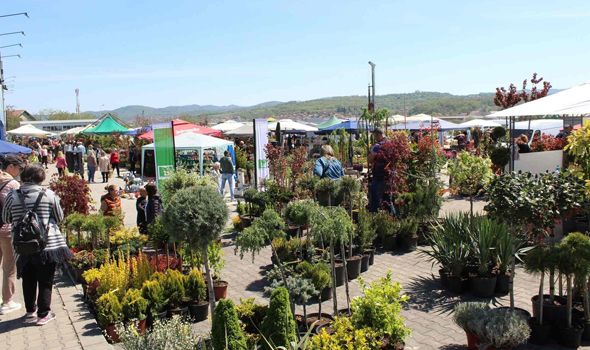 Uskoro Sajam hortikulture u Kragujevcu: POPUSTI na cveće, ukrasne biljke, baštenske garniture...