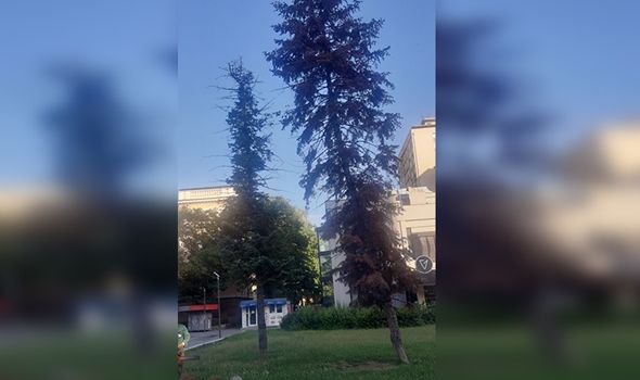 Posađeno 10 stabala na jezeru Bubanj umesto smrče na Trgu Svetog Đorđa (FOTO)