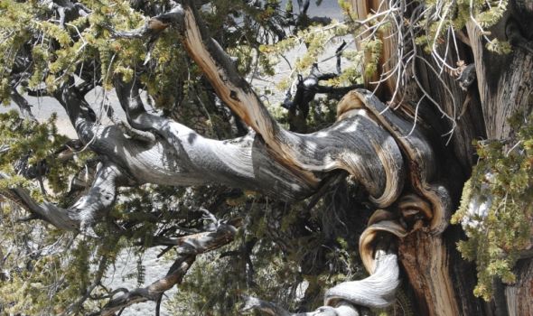 Otkrijte tajnu Metuzalema: Najstarije drvo na zemlji
