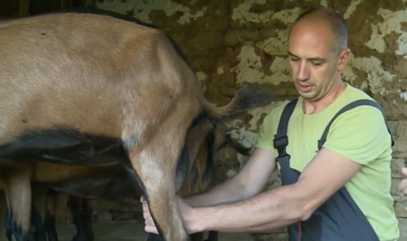 Kragujevčanin Željko Gudžulić napustio siguran posao i gaji koze: “Lepo se živi od ovoga”