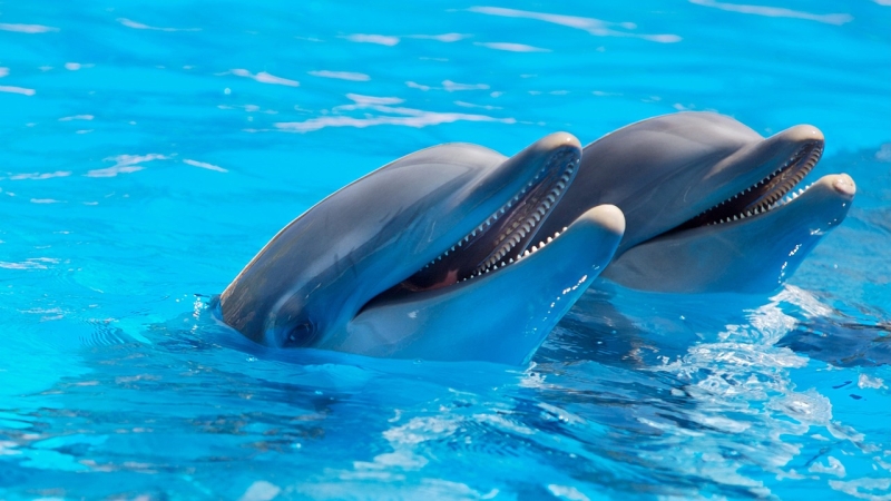 Tajne sveta delfina: Od orka do Maui čuda
