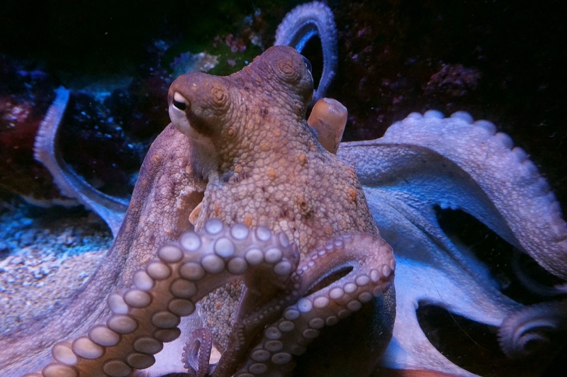 Fascinantna inteligencija hobotnica: Prijatelji iz morskih dubina