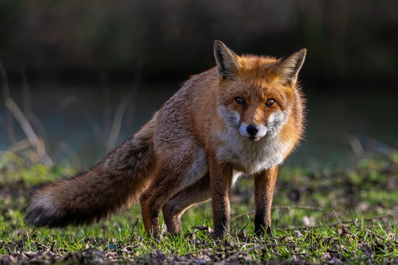 Neotkrivene tajne lisica: Lovac sa magnetnim instinktom