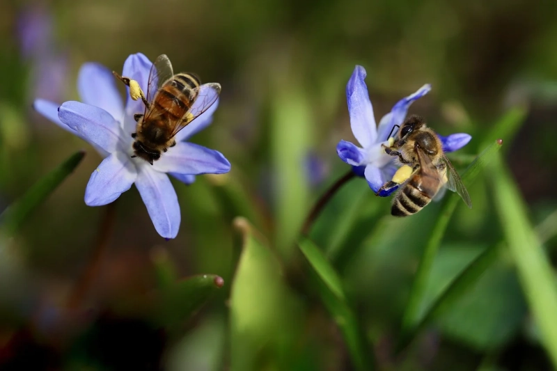 Fascinantne činjenice o pčelama koje možda niste znali