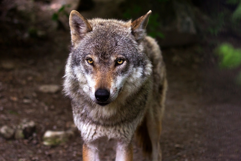 Zavijanje vukova: Melodija noći koja otkriva tajne čopora